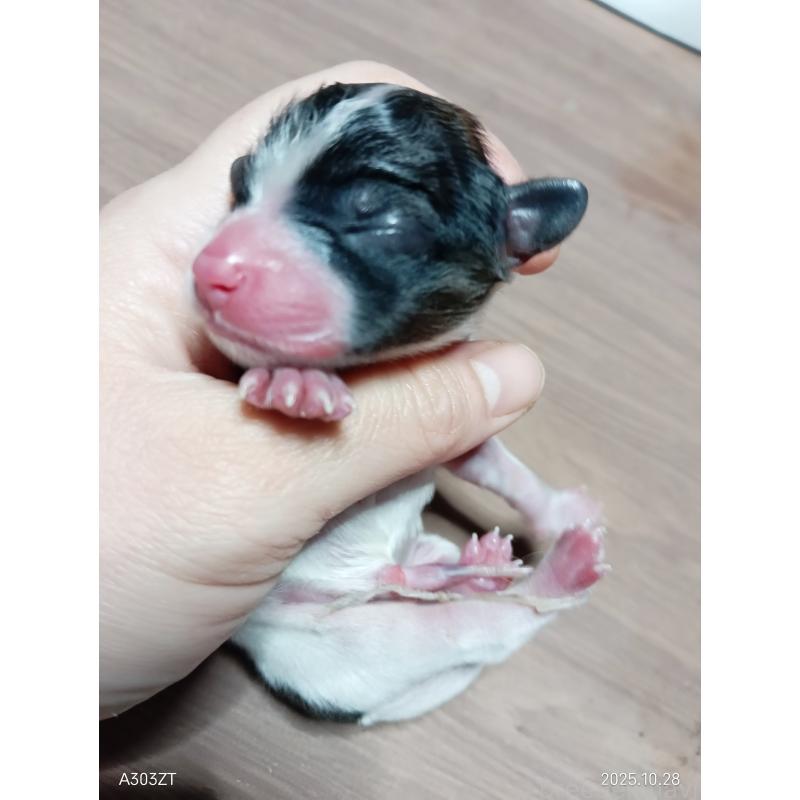 販売中の千葉県のパピヨン-423094の5枚目