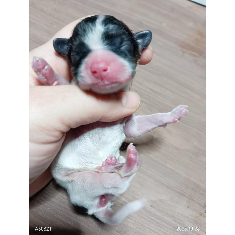 販売中の千葉県のパピヨン-423094の4枚目