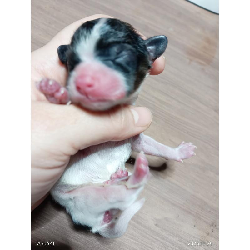 販売中の千葉県のパピヨン-423094の3枚目