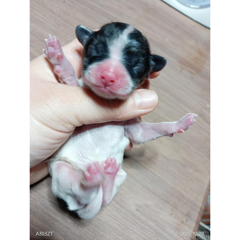 販売中の千葉県のパピヨン-423094の2枚目