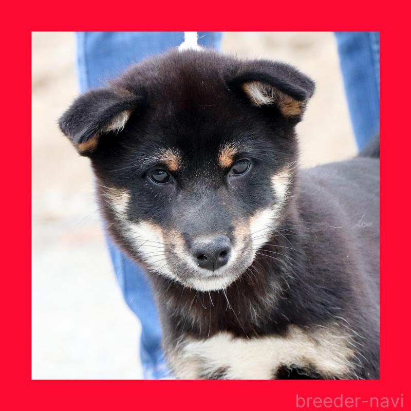 販売中の愛知県の柴犬-402734の1枚目