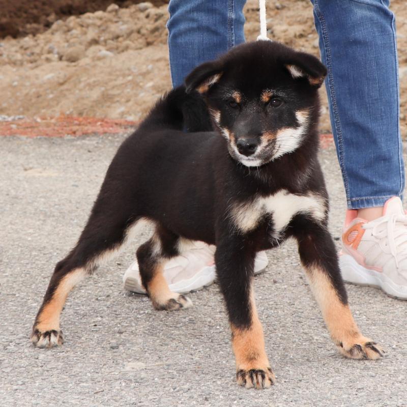 販売中の愛知県の柴犬-402734の3枚目