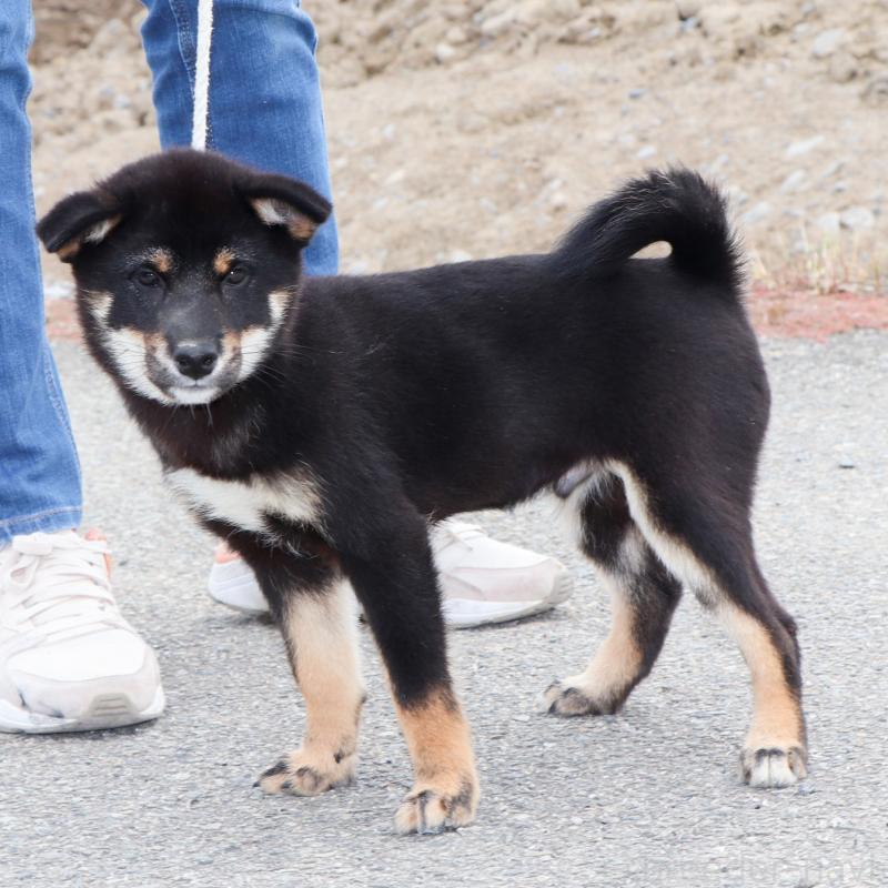 販売中の愛知県の柴犬-402734の2枚目