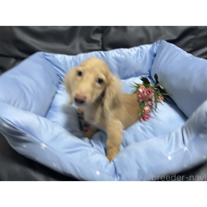 成約済の栃木県のミニチュアダックスフンド(ロングヘアード)-408903の8枚目