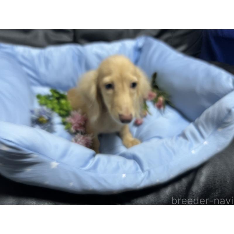 販売中の栃木県のミニチュアダックスフンド(ロングヘアード)-408903