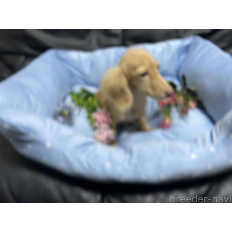 成約済の栃木県のミニチュアダックスフンド(ロングヘアード)-408903の5枚目