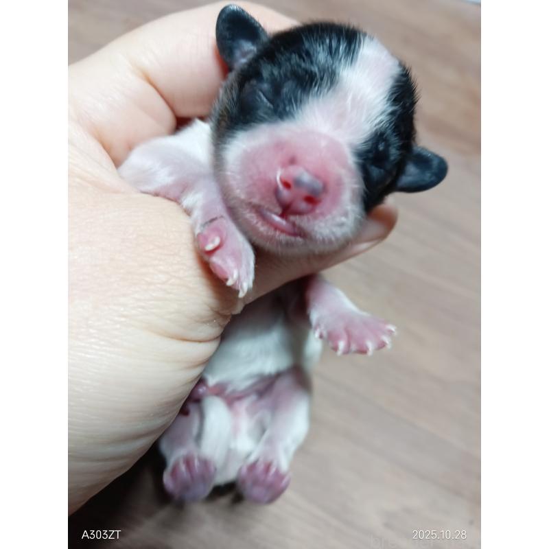 販売中の千葉県のパピヨン-423095の6枚目