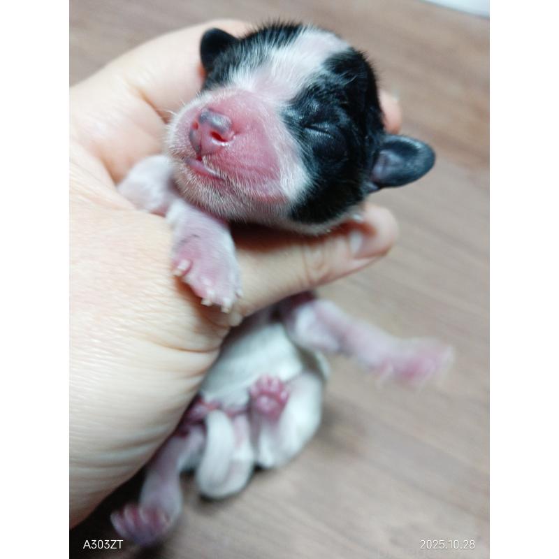 販売中の千葉県のパピヨン-423095の4枚目