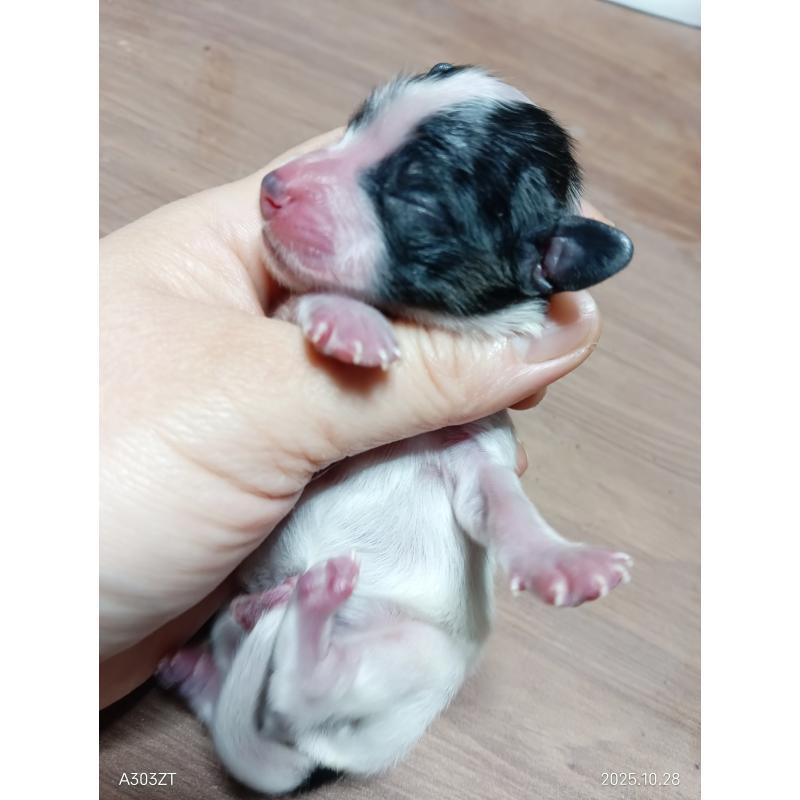 販売中の千葉県のパピヨン-423095の3枚目