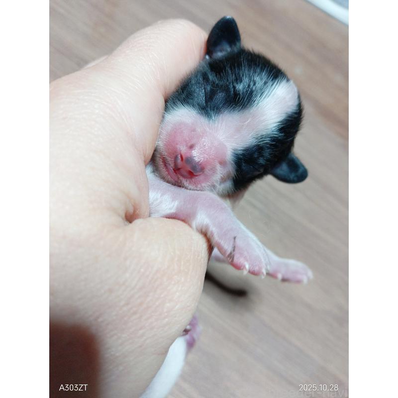 販売中の千葉県のパピヨン-423095の2枚目