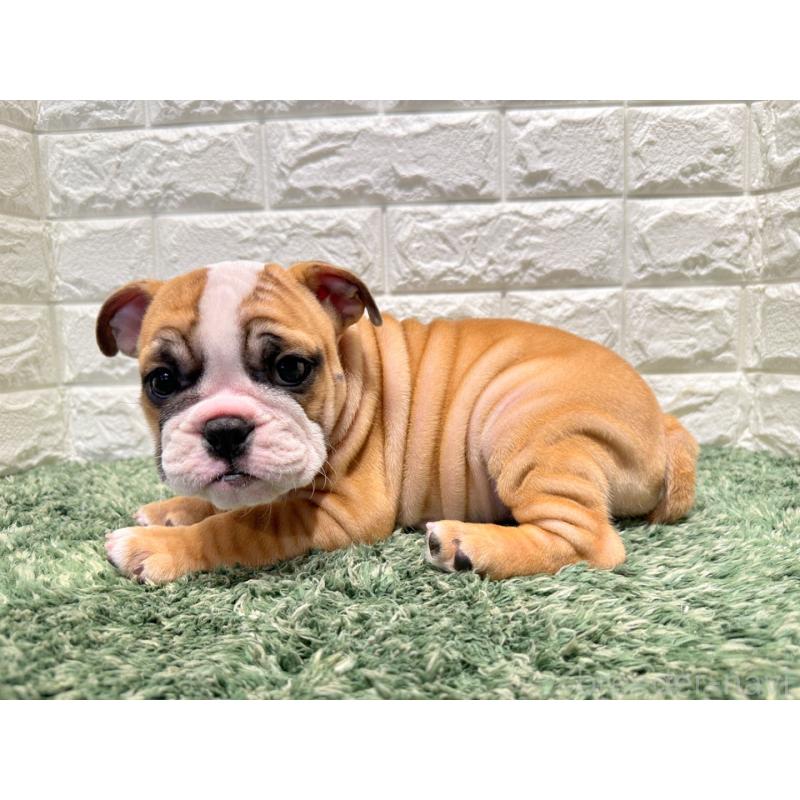 販売中の愛知県のブルドッグ-423096の4枚目