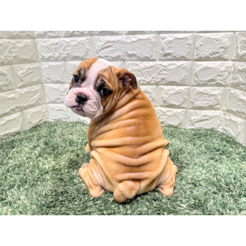 販売中の愛知県のブルドッグ-423096の3枚目