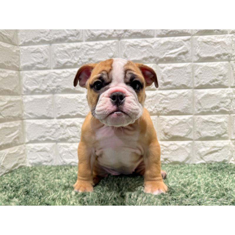 販売中の愛知県のブルドッグ-423096の2枚目