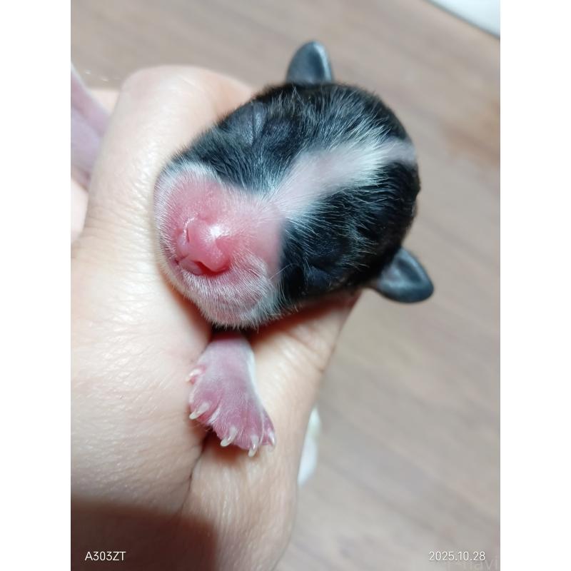 販売中の千葉県のパピヨン-423097の6枚目