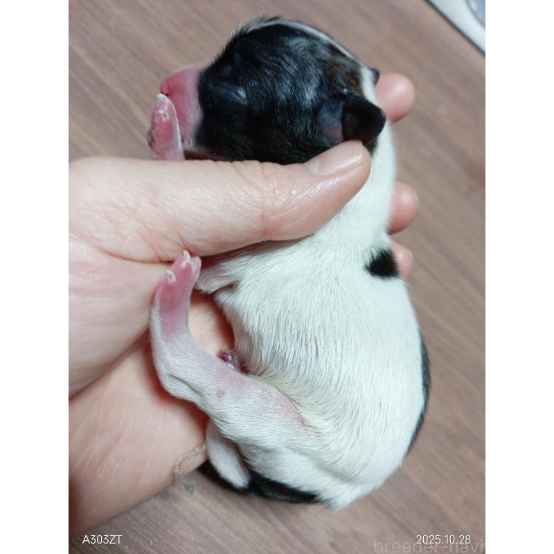 販売中の千葉県のパピヨン-423097の3枚目