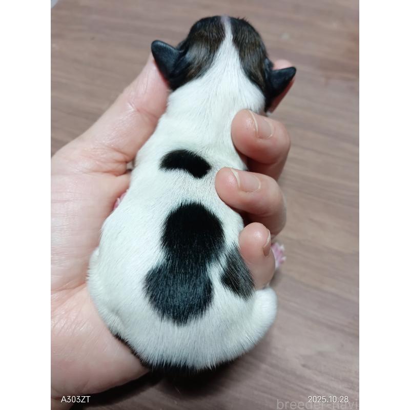 販売中の千葉県のパピヨン-423097の2枚目