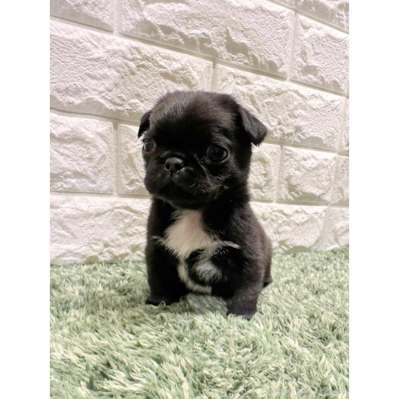 販売中の愛知県のペキパグ:ペキニーズ×パグ-423098の5枚目