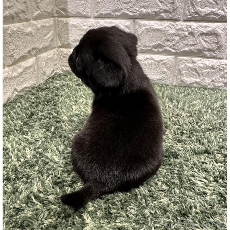 販売中の愛知県のペキパグ:ペキニーズ×パグ-423098の4枚目