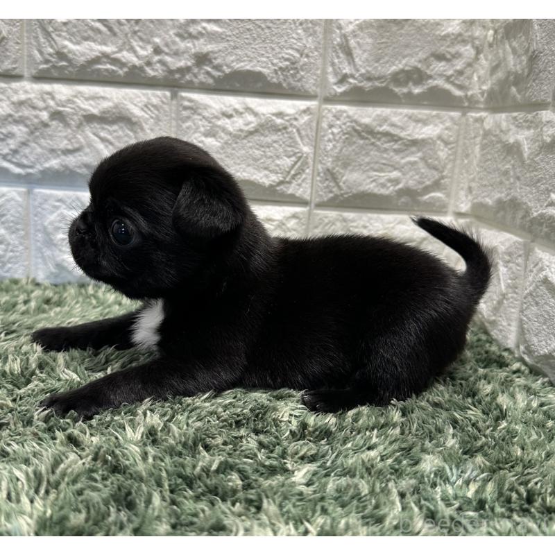 販売中の愛知県のペキパグ:ペキニーズ×パグ-423098の3枚目