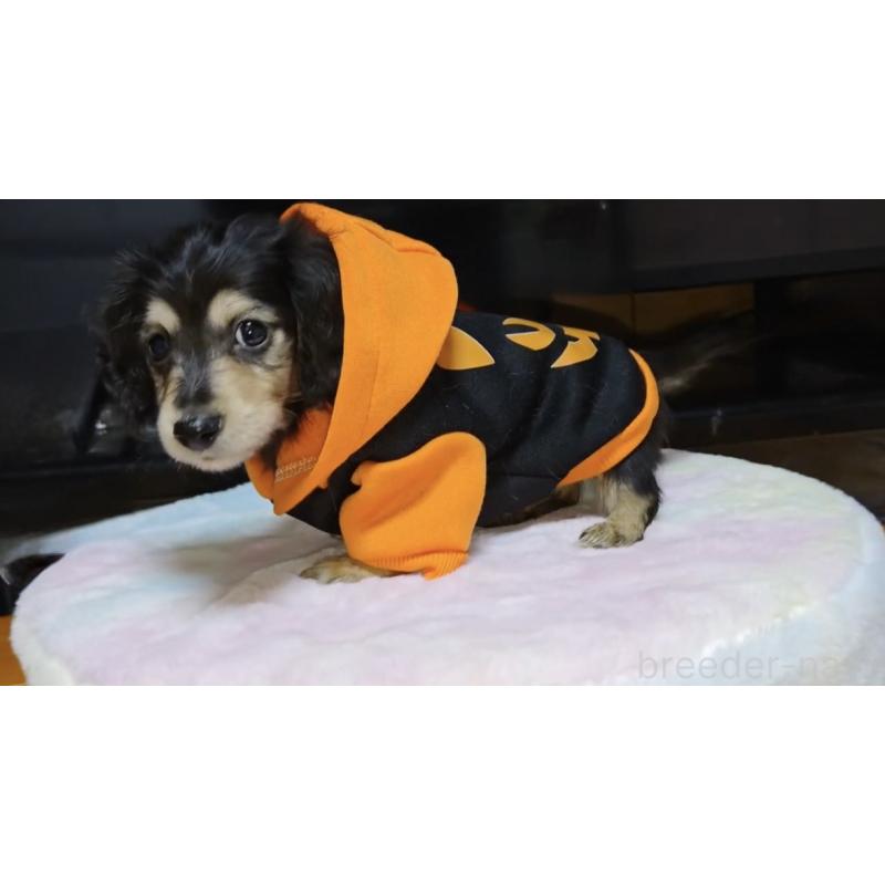 成約済の広島県のカニンヘンダックスフンド(ロングヘアード)-421801の4枚目