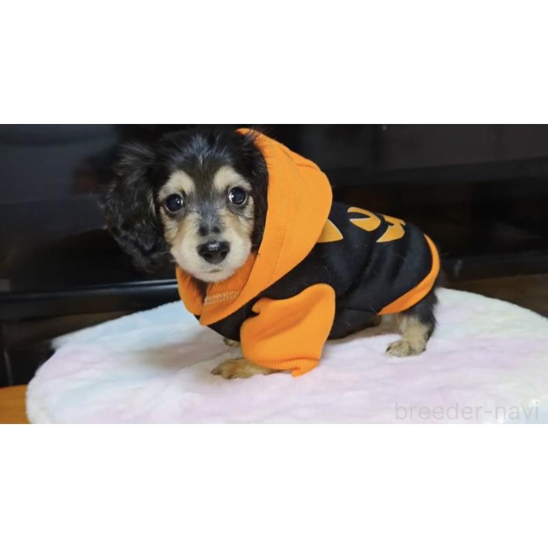 成約済の広島県のカニンヘンダックスフンド(ロングヘアード)-421801の3枚目