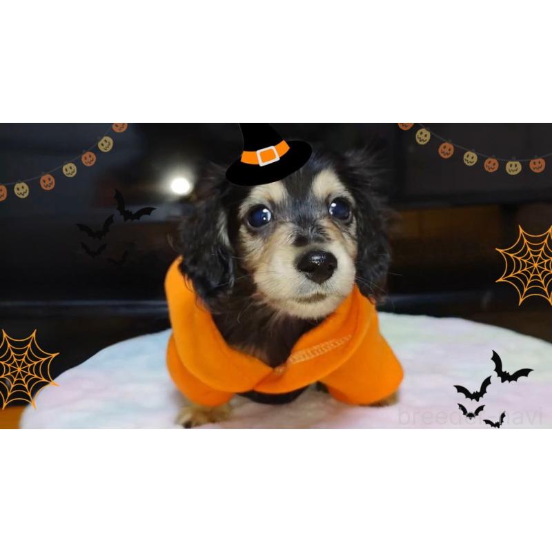 成約済の広島県のカニンヘンダックスフンド(ロングヘアード)-421801の2枚目