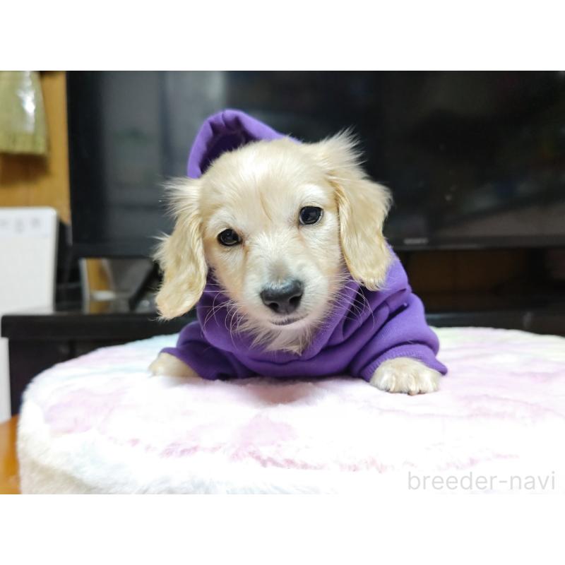 成約済の広島県のカニンヘンダックスフンド(ロングヘアード)-421804の5枚目