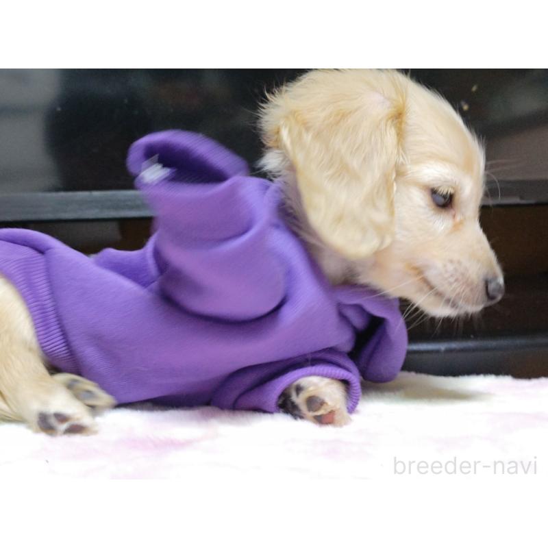 成約済の広島県のカニンヘンダックスフンド(ロングヘアード)-421804の4枚目