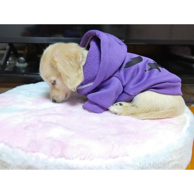 成約済の広島県のカニンヘンダックスフンド(ロングヘアード)-421804の3枚目