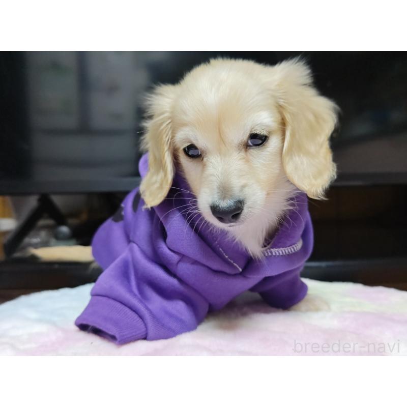 成約済の広島県のカニンヘンダックスフンド(ロングヘアード)-421804の2枚目