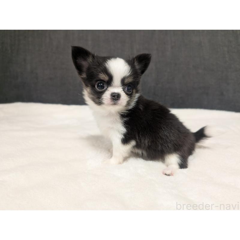 販売中の愛知県のチワワ(ロングコート)-420128の14枚目