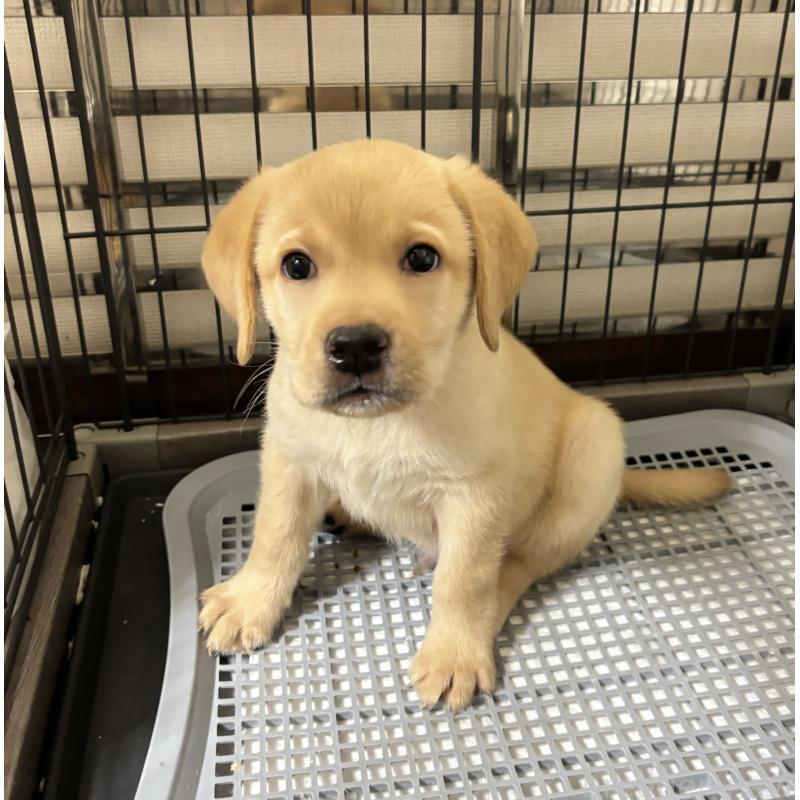 成約済の埼玉県のラブラドールレトリーバー-418950の3枚目