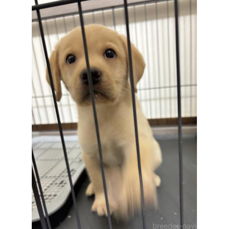 成約済の埼玉県のラブラドールレトリーバー-418950の2枚目