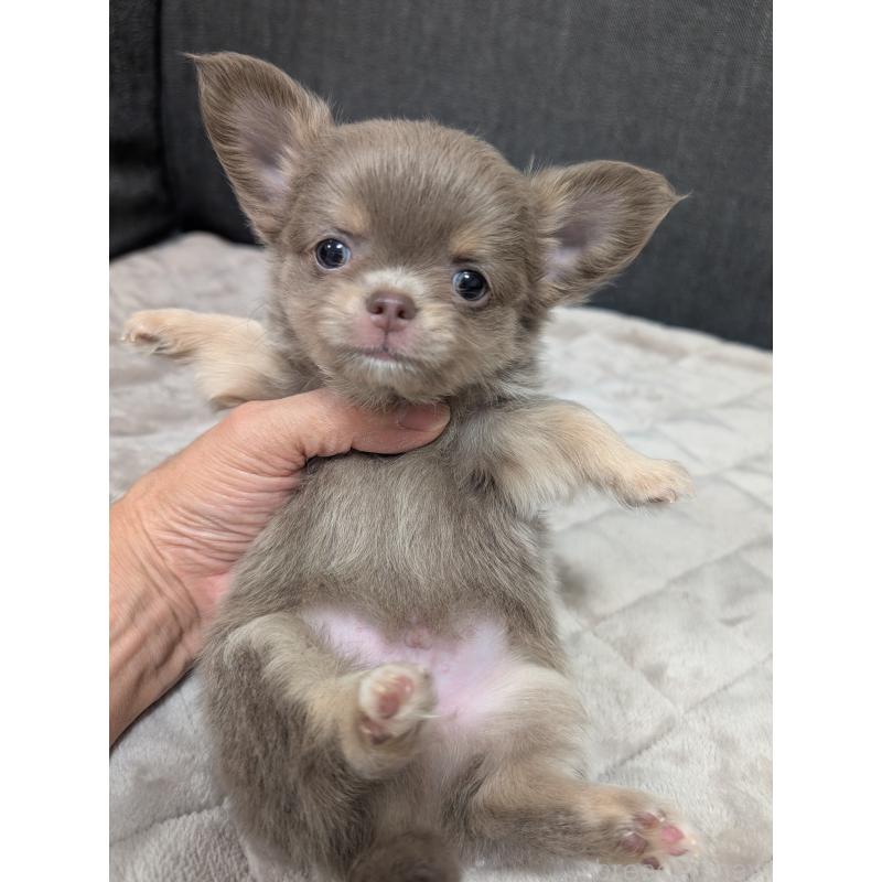 販売中ののチワワ(ロングコート)-419557