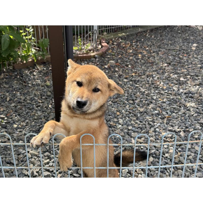販売中の岡山県の柴犬-410344の2枚目