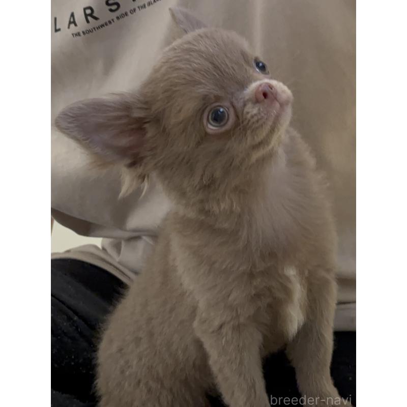 販売中ののチワワ(ロングコート)-412759