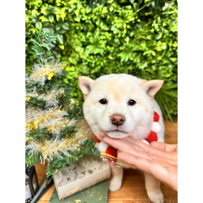 販売中の北海道の柴犬-420158の4枚目