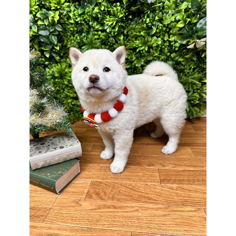 販売中の北海道の柴犬-420158の3枚目