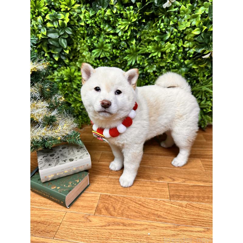 販売中の北海道の柴犬-420158の2枚目