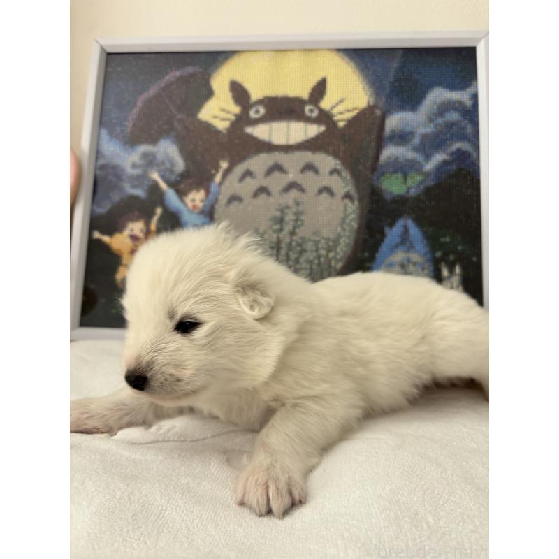 販売中の奈良県のサモエド-423153の7枚目