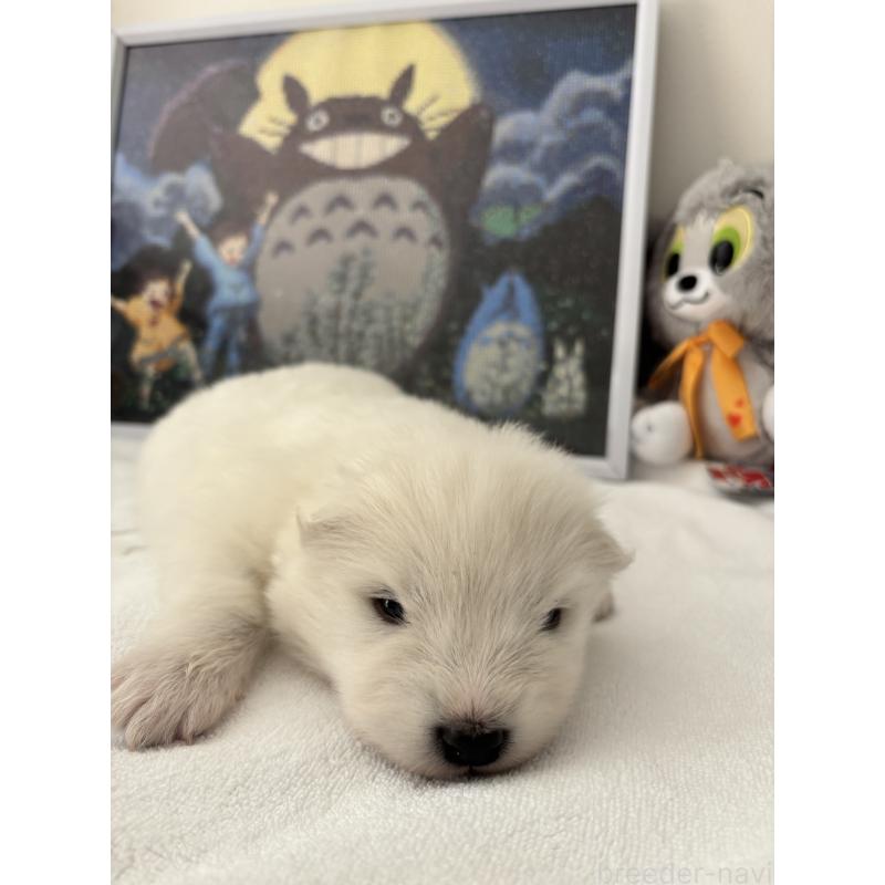 販売中の奈良県のサモエド-423153の6枚目