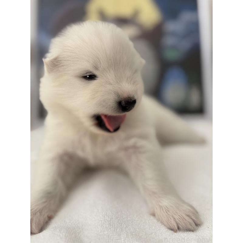 販売中の奈良県のサモエド-423153の5枚目