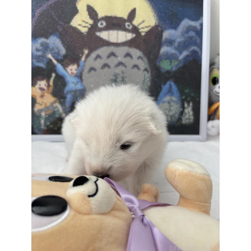 販売中の奈良県のサモエド-423153の4枚目