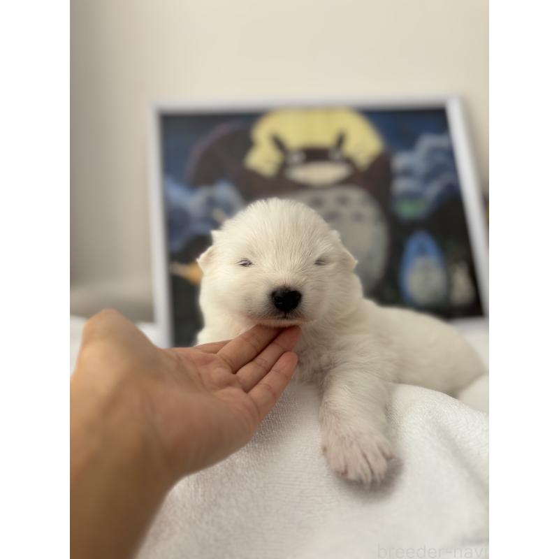 販売中の奈良県のサモエド-423153の3枚目