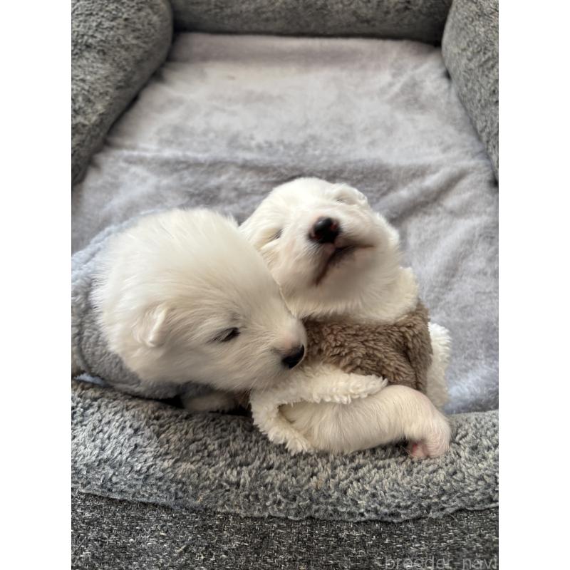 販売中の奈良県のサモエド-423153の2枚目