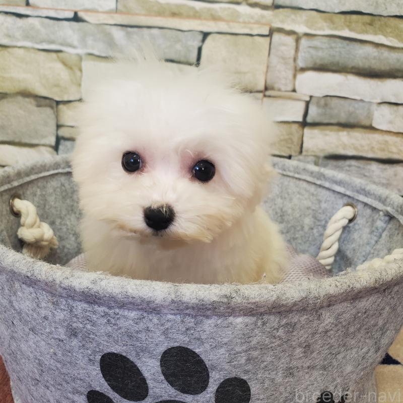 販売中の広島県のビションフリーゼ-411497の4枚目