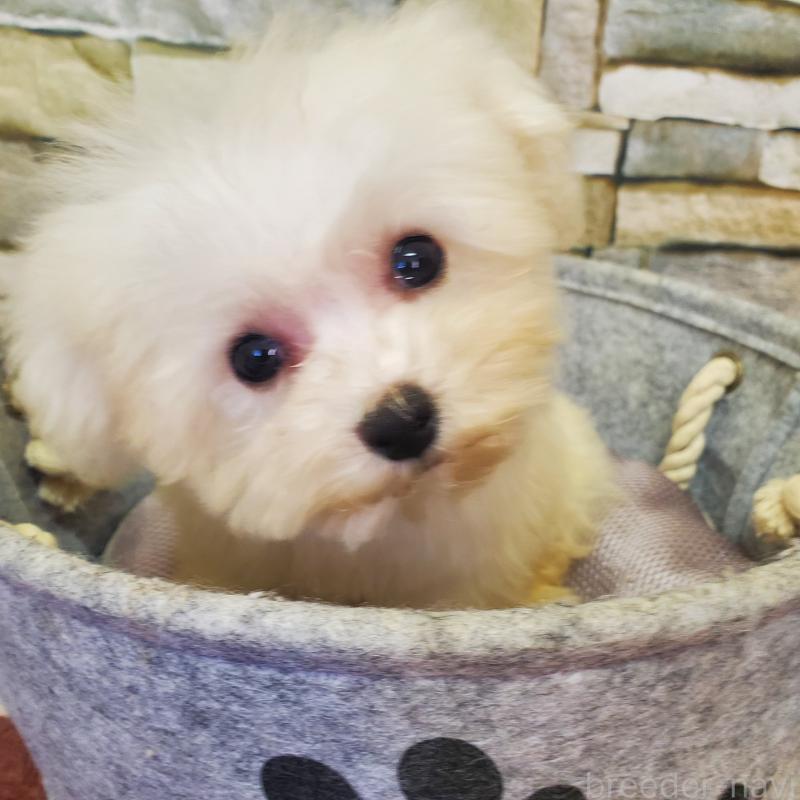 販売中の広島県のビションフリーゼ-411497の3枚目