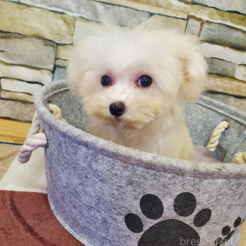 販売中の広島県のビションフリーゼ-411497の2枚目