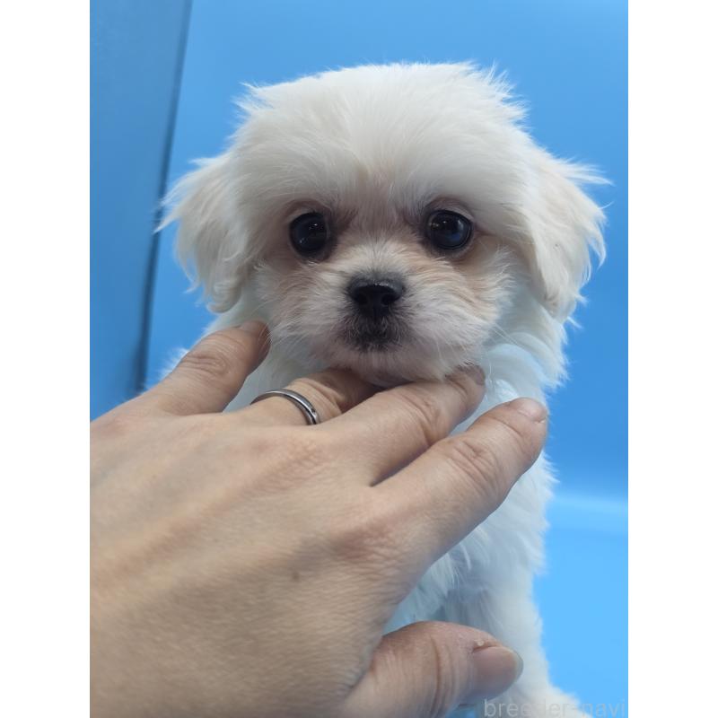 販売中の静岡県のミックス犬-423156の5枚目