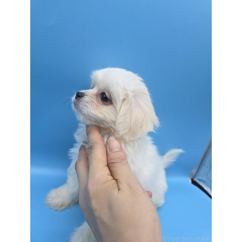 販売中の静岡県のミックス犬-423156の4枚目